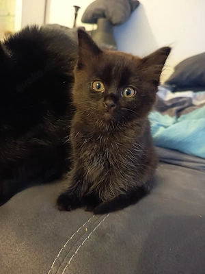 kleine schwarze BKH BLH Maus sucht 