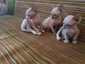 Sphynx-Kätzchen suchen ein neues Zuhause.