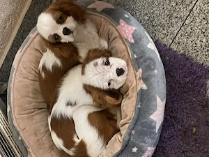 Cavalier King Charles Spaniel Welpen, Rüden mit Papieren 