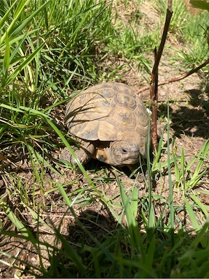 Griechische Landschildkröte Männchen aus 2004 THB
