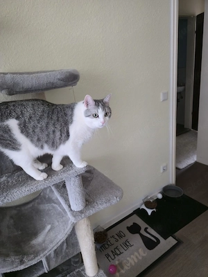 BKH EKH Mix Weiblein