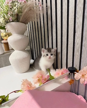 Zuckersüsse Reinrassige Bkh Kitten Bild 3