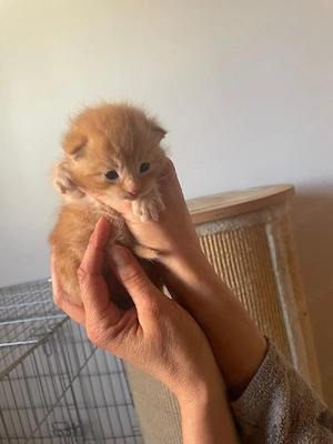 Main coon mix Kitten