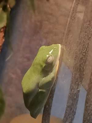 Java-Flugfrösche (Rhacophorus reinwardtii