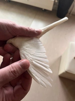 Schneeweiße Diamanttaube 