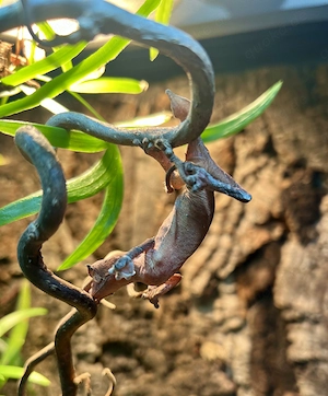Uroplatus ebenaui 1.1 Paar