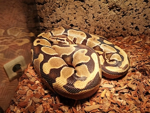 Königspython zu verkaufen