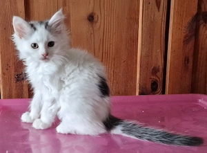 Maine Coon Kitten