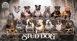 American Bully Deckrüden Stud dogs   