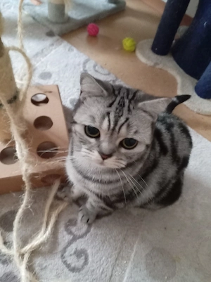 BKH Katze mit Stambaum 