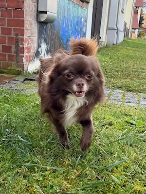 Wunderschöner Deckrüde kein Verkauf