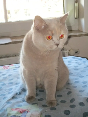 Hübsches BKH Mädchen mit kleinen BKH Jungen, Hunde gewöhnt