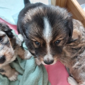 Welpen Mitte Mai abzugeben 