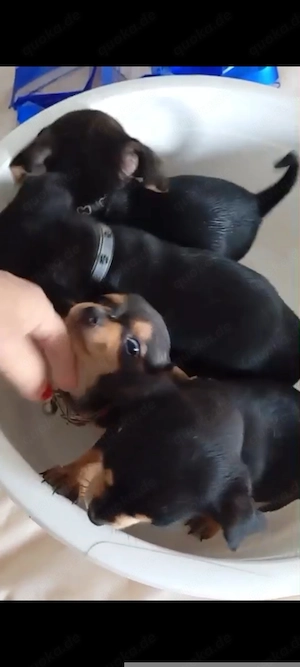 Chihuahua Babys Mädchen 