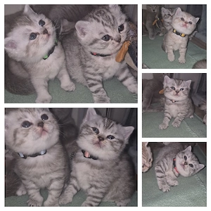 BKH Kitten Babys Black Silver Tabby vs Creme
