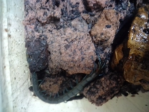 Mittelmeer Skolopender