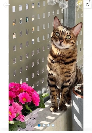 Bengalin sucht ein neues zu Hause