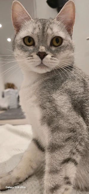 Wir suchen eine neue Familie für Bella. 