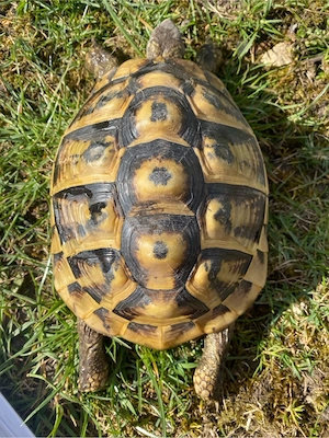 Landschildköten Weibchen 2004 