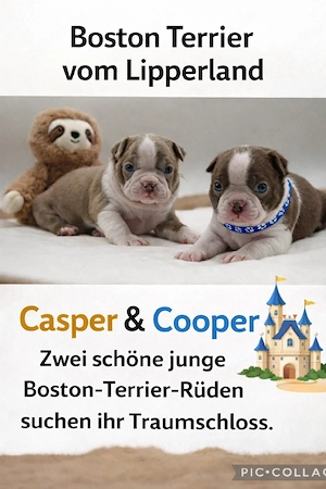 Boston Terrier Welpen 