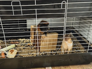 Meerschweine zu verkaufen 