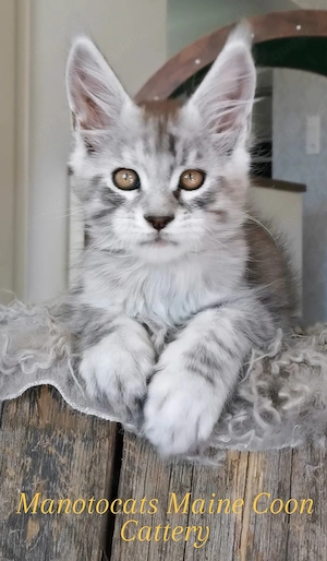 Traum Maine Coon Katerchen sucht..  Bild 2