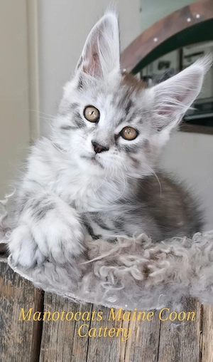 Traum Maine Coon Katerchen sucht.. 