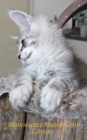 Traum Maine Coon Katerchen sucht..  Bild 3