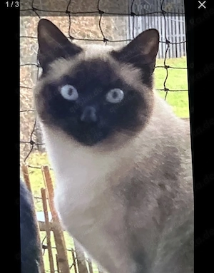 siam mädchen  Bild 2