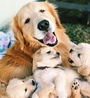 Bezaubernde Golden Retriever Welpen   Liebevolle Familienbegleiter 