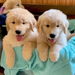 Gesund Golden-Retriever Welpe