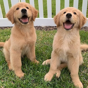 Gesende Golden-Retriever Welpen