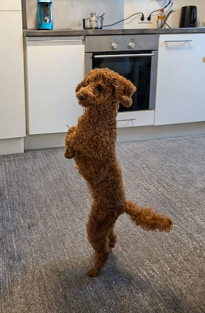 Toypudel Pudel Weibchen 1 Jahr alt