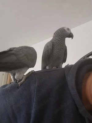 kongo Grauenpapagei Pärchen sehr handzahmen 