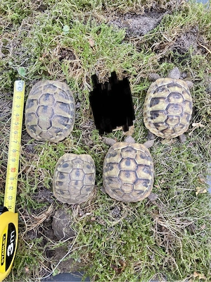 4 Griechische Landschildkröten aus 2021, THB, NZ