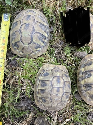 4 Griechische Landschildkröten aus 2021, THB, NZ Bild 3