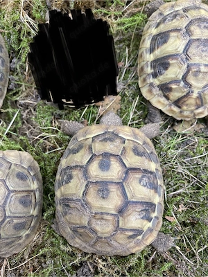 4 Griechische Landschildkröten aus 2021, THB, NZ Bild 5