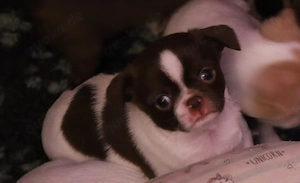 Chihuahua Mix Babys ab Ende April aus deutscher langjähriger Zucht 