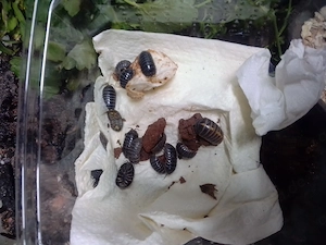 Rollassel aus Montenegro 