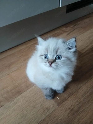 Britisch Kurzhaar Baby 