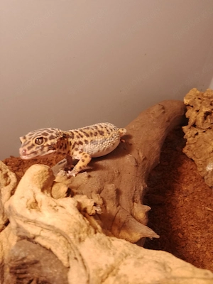 Leopardgecko