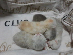 4 Reinrassige BKH Bärchen 