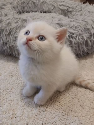 Britisch Kurzhaar Kitten 