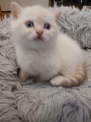 BKH Britisch Kurzhaar Kitten 