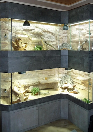 Bartagame 0.1   weiblich  -- gesucht --