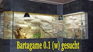 Bartagame 0.1   weiblich  -- gesucht --