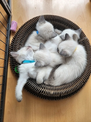 Siam Kitten nur noch 1 Junge (hellblau) und 1 Mädchen (gelb)