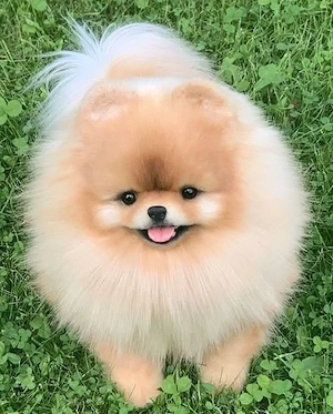  Teacup Pomeranian Welpe 