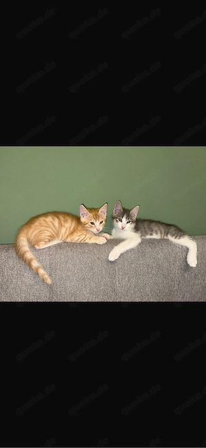   Zwei liebevolle Kater suchen gemeinsam ein neues Zuhause   