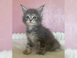 Maine Coon Kitten reinrassig o.P